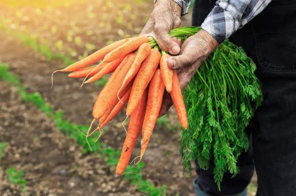 Axfood räddar 100 ton morötter från matsvinn
